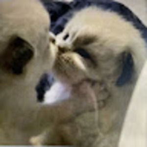 Meet your Posher, Tiana